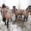 \"Ooij,  kudde konikpaarden,\"