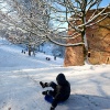 \"Nijmegen, 20-12-2010 .  Sleetje, slee rijden in Konenburgpark\"