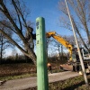 \"Nijmegen, 10-1-2011 . Van Appelternweg, Bomen kappen\"