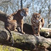 \"Nijmegen, 19-3-2011 . het dispuut Wing van Carolus Magnus gaat met verstandelijk gehandicapten naar Burgers Zoo. NL doet\"