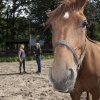 \"Nijmegen, 11-8-2011 . Vakantieboerderij Heydepark, paardenfluisteraar.therapie met behulp van paarden\"