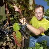 \"Nijmegen, 1-9-2011 . Paul Spierings, amateur-wijnmaker  bij of tussen de wijnstokken in zijn tuin\"