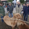 \"Wijchen, 8-10-2011 . Paardenmarkt met kinderen, mais  en tractors\"