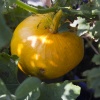 \"Nijmegen, 10-10-2011 . Pompoen uit eigen tuin... dakterras.\"