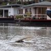 \"Nijmegen, 4-12-2011 . Laagwater in het haventje. Woonboten raken de bodem, ouwe ankers en fietsen komen boven\"